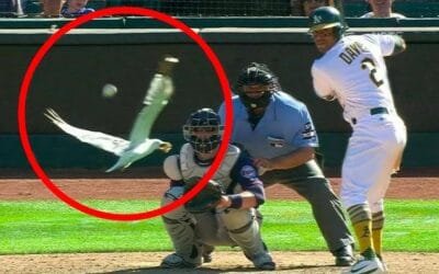 Women in Baseball: Breaking Barriers and Building Futures